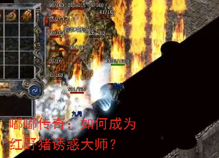 嘟嘟传奇:如何成为红野猪诱惑大师? 嘟嘟传奇:如何成为红野猪诱惑大师?